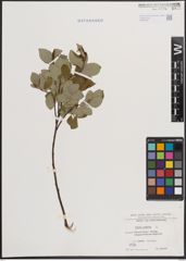 Foto von Salix caprea L.